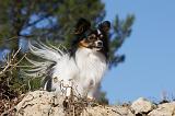 EPAGNEUL PAPILLON 118